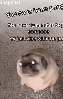 a pug dog is standing on the ground with a caption that says you have been pug