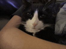 a black and white cat is laying on a person 's arm