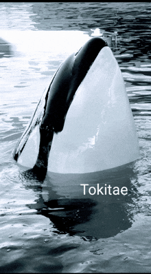 a black and white photo of a killer whale with the name tokitae written on the bottom