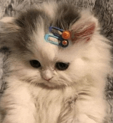 a fluffy kitten with a pair of hair clips on its head .