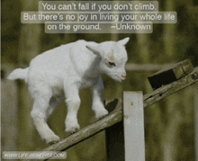 a baby goat is standing on a wooden railing with a quote from unknown