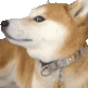 a close up of a shiba inu dog wearing a collar on a white background .