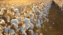 a field of cotton plants with the sun shining through