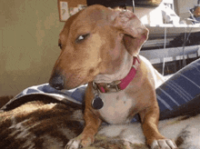 a brown dog wearing a pink collar with a tag on it