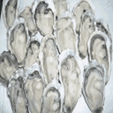 a bunch of oysters sitting on top of each other on a white surface .