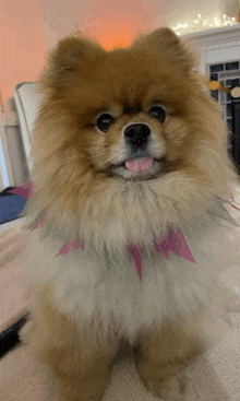 a pomeranian dog wearing a pink and green collar