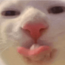 a close up of a white cat 's face with a red nose and mouth .