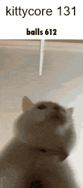 a cat is looking up at something with the words kittycore 131 balls 612 written above it