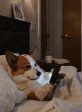 a brown and white dog is laying on a bed using a cell phone