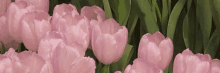 a bunch of pink tulips with green leaves in a garden