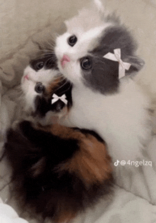 two cats with bows on their heads are laying on a bed .