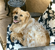 a dog is laying on a chair with a floral cushion