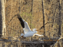 a pelican is flying in the woods with the date 05/04/2021 at 19:00