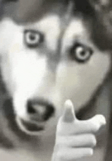 a husky dog is giving a thumbs up sign in a blurry photo .