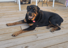 a black and brown dog with a pink tag on its collar is laying on a wooden deck