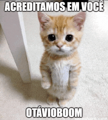 a kitten is standing on its hind legs with the caption " acreditamos em voce otavioboom "