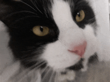 a close up of a black and white cat 's face