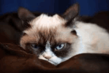 a grumpy cat is laying on a blanket with its head on a pillow .