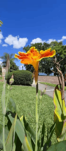 a close up of an orange flower in a park