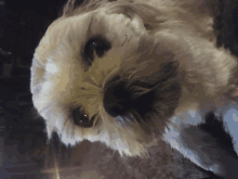 a close up of a dog 's face with a blurred background