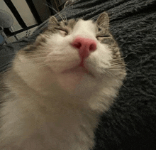 a close up of a cat 's face with a pink nose