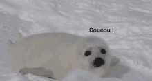 a seal puppy is laying in the snow with the word coucou written above it