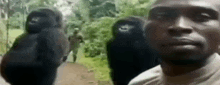 a man is standing in front of two gorillas .