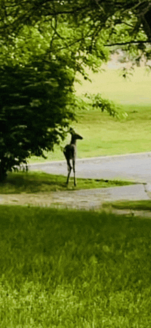 a deer is standing on the side of a road