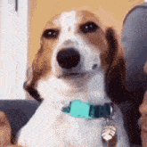 a brown and white dog wearing a blue collar is sitting on a couch and looking at the camera .