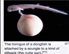 the horngus of a dongfish is attached by a scungle to a kind of dillsack ( the nutte sac )