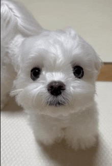 a small white dog with a black nose looking at the camera