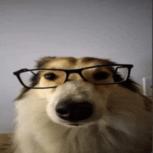 a collie dog is wearing glasses and looking at the camera .