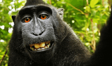 a close up of a monkey with orange eyes