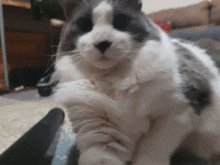 a gray and white cat is sitting on a couch and looking at the camera