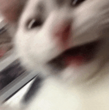 a close up of a cat 's face with its mouth open and a blurry background .