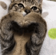 a cat is laying on its back on a blanket with its paws in the shape of a heart .