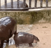 a baby hippopotamus is walking next to a mother hippopotamus in the water .