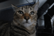 a close up of a cat 's face with a blurred background