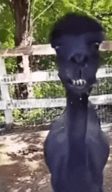 a black llama is standing in front of a white fence and smiling .