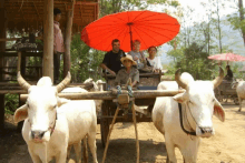 a group of people riding in a cart pulled by bulls