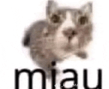 a blurry picture of a cat sitting on a white surface with the word miau written on it .