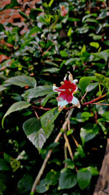 a red and white flower with a yellow center is surrounded by greenery