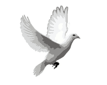 a white dove is flying with its wings spread