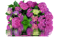 a bunch of pink flowers are reflected in a body of water