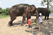 a boy in an orange shirt and a girl in a white shirt are feeding elephants