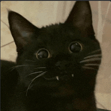 a close up of a black cat with sharp teeth looking at the camera