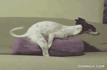 a dog is laying on a purple pillow on a couch .