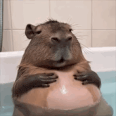a capybara is sitting in a bathtub holding a person 's stomach .