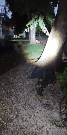 a tree trunk is lit up by a flashlight in the dark