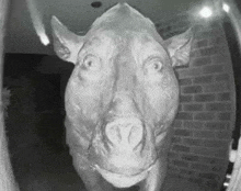 a black and white photo of a horse standing in front of a door .